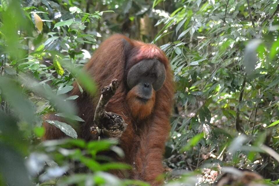 Bukit Lawang Discovery - All You Need to Know BEFORE You Go (2024)