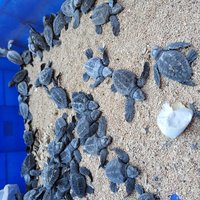 Turtle Conservation and Education Centre - All You Need to Know BEFORE ...