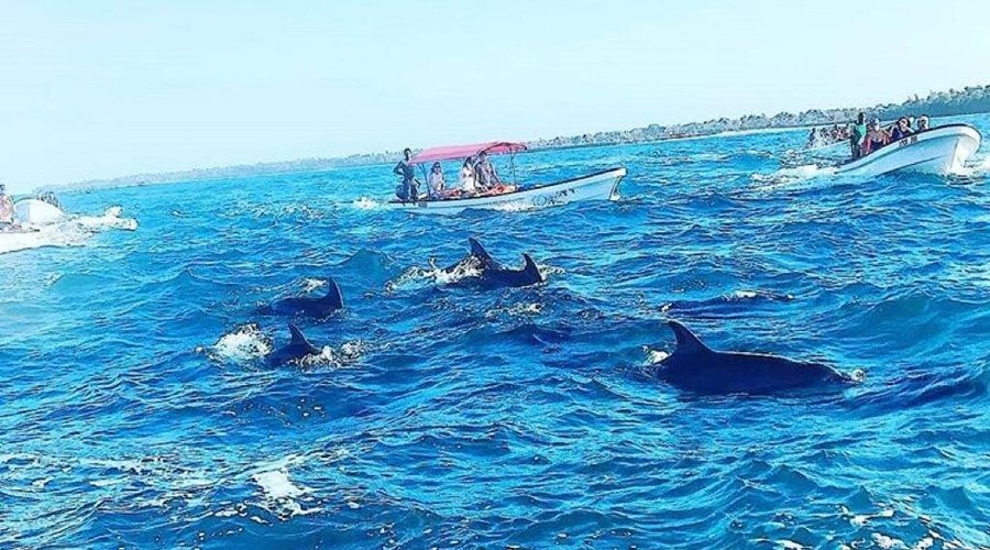 Dolphin Tour + Blue Lagoon + Seafood Lunch - View 3