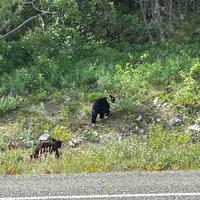 2023 Skagway Shore Excursion: Yukon Dog Sledding And Sightseeing Tour