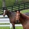 Nicura Ranch