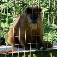 THE MONKEY SANCTUARY (Looe) - All You Need to Know BEFORE You Go