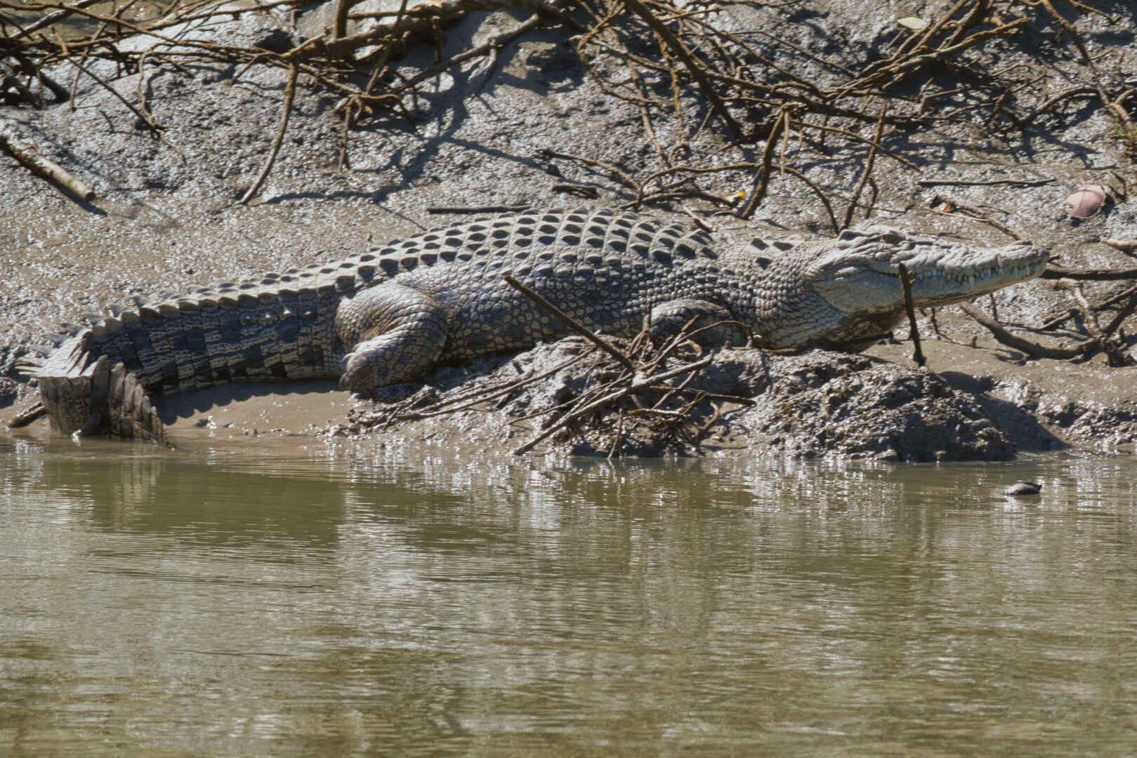 Whitsunday Crocodile Safari (Airlie Beach): All You Need To Know