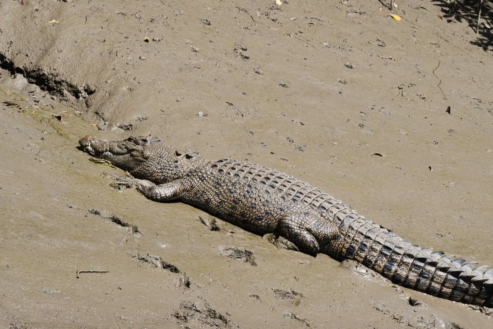 Whitsunday Crocodile Safari (Airlie Beach): All You Need To Know