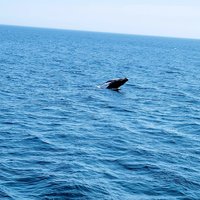 New England Aquarium Whale Watch (Boston) - All You Need to Know BEFORE ...