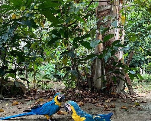 jungle tours from manaus