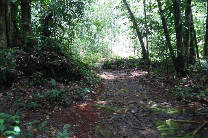 Fogo e Água 1 no Templo da Floresta em Tela Cheia