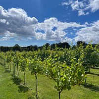 llanerch vineyard tours