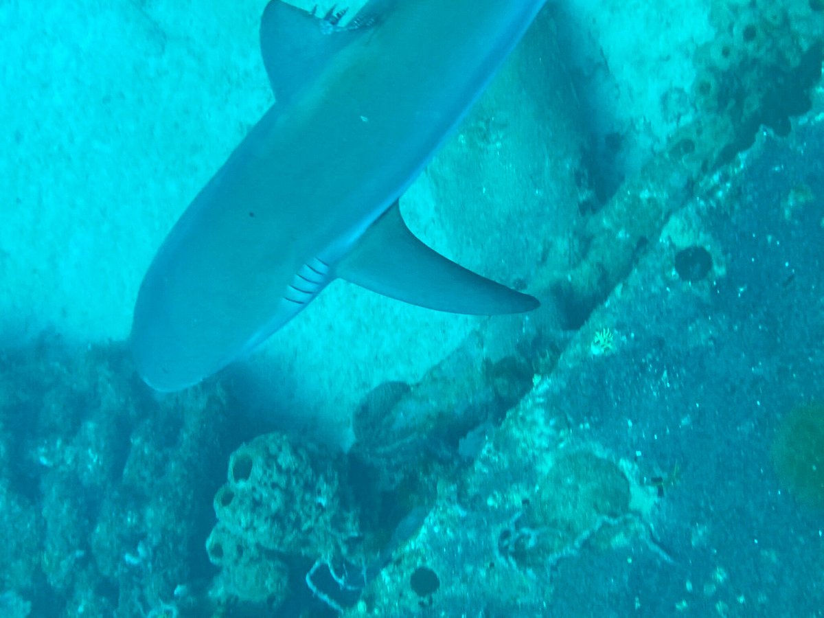 CANE BAY DIVE SHOP (St. Croix) 2023 Qué saber antes de ir Lo más comentado por la gente