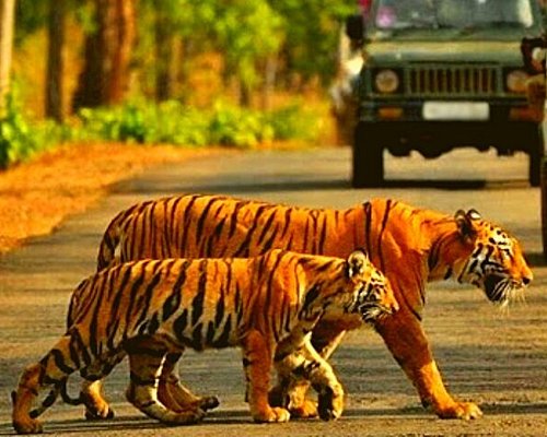 tiger safari in kerala