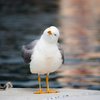 Birdie