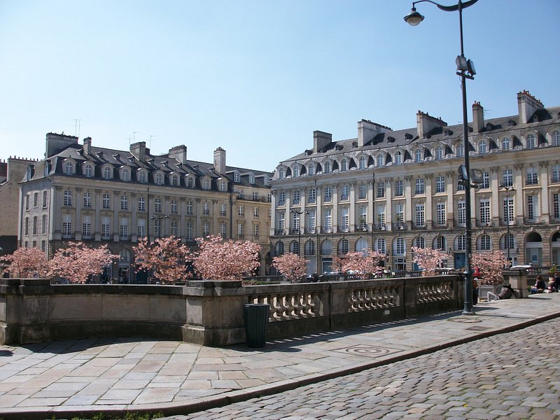 Pink blomstrer i Rennes i Frankrig
