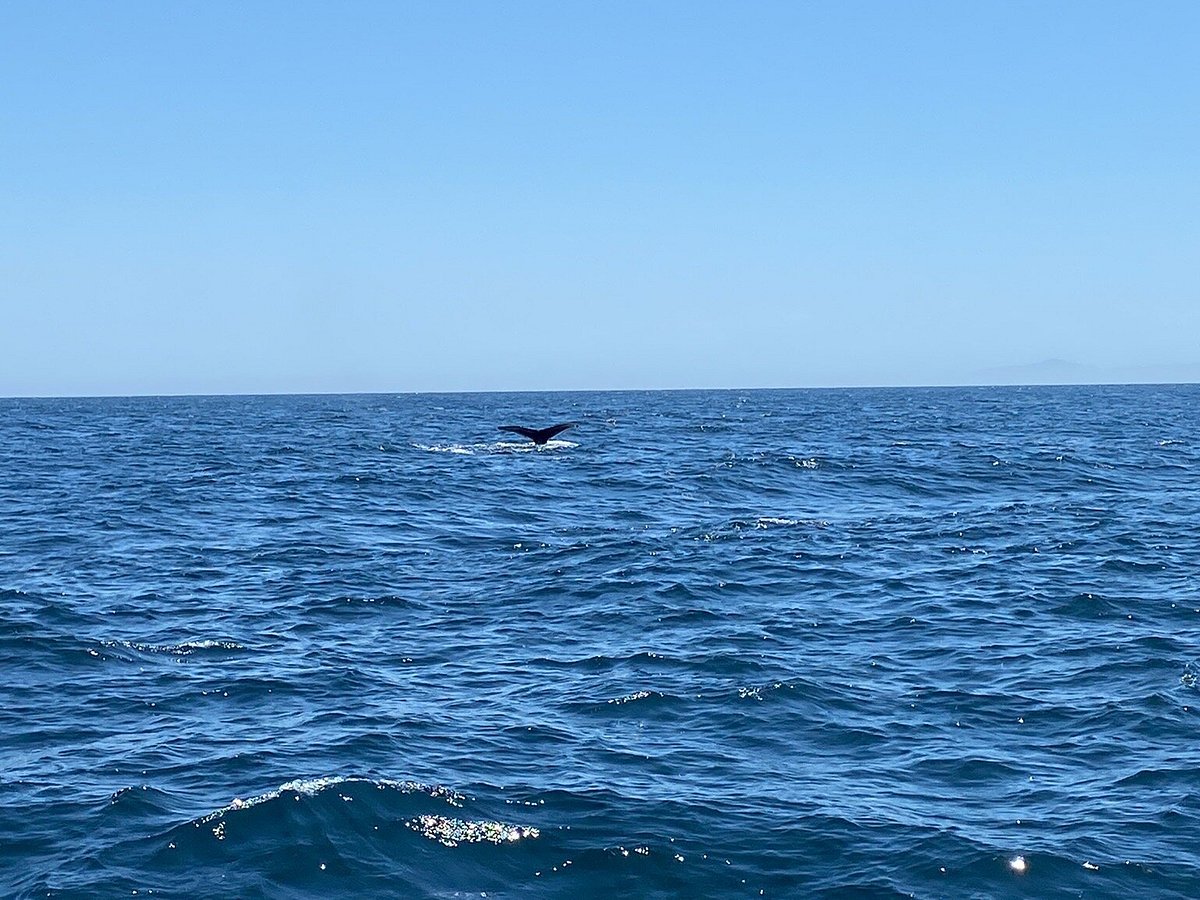 Condor Express Whale Watching (Santa Barbara) - All You Need to Know ...