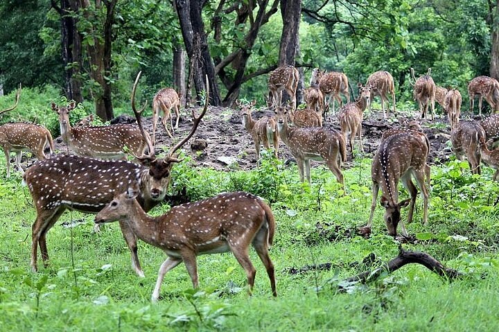 2023 4 Days Bardia National Park Jungle Safari Tour