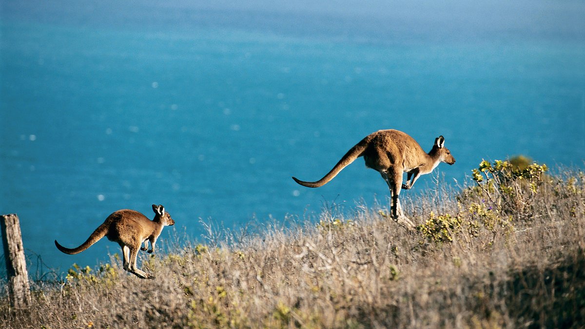 A first-timer's guide to Australia's Kangaroo Island - Tripadvisor A first-timer's guide to Australia's Kangaroo Island - Tripadvisor