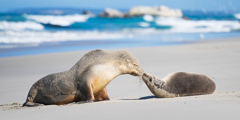 Australian Sea Lions at the Seal Bay Conservation Park 