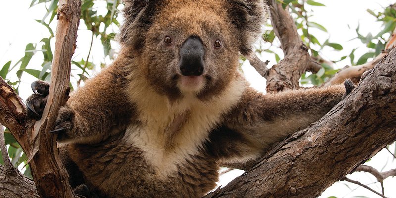 Koala on Kangaroo Island 