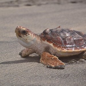 2024 Sal Island: Sea Turtles Experience from Santa Maria