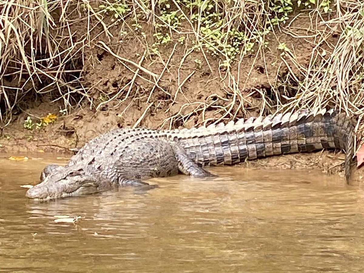 daintree crocodile tours reviews