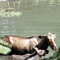 2023 Jasper Wildlife and Waterfalls Tour with Maligne Lake Hike