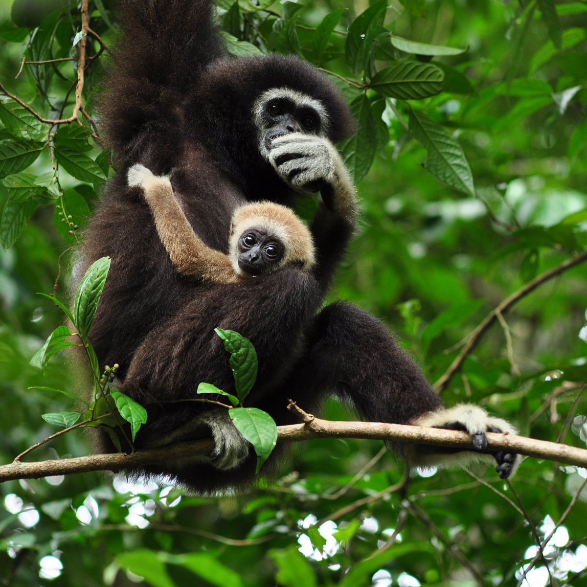 Gibbon Rehabilitation Project, Таланг: лучшие советы перед посещением -  Tripadvisor