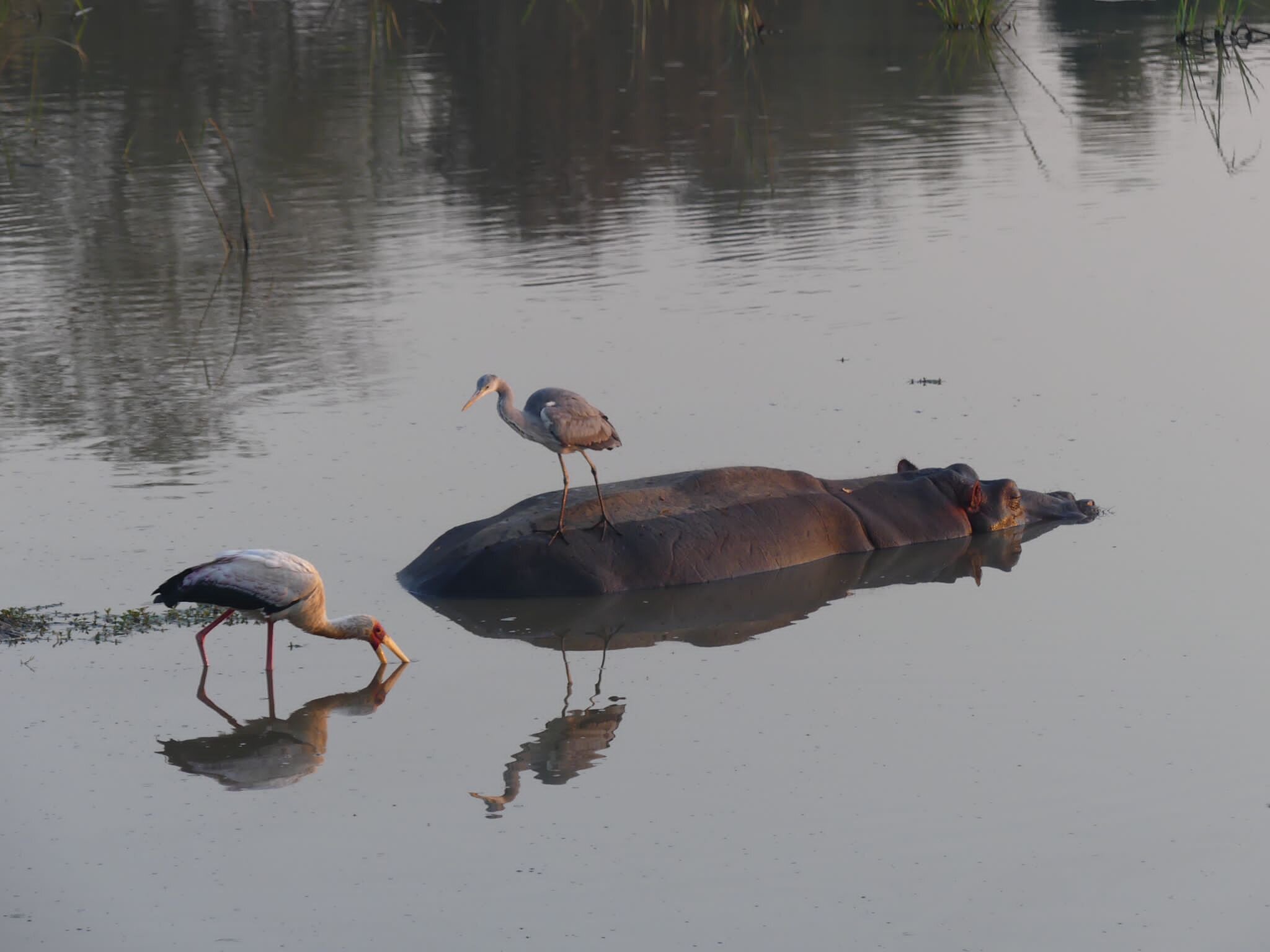 NJOBVU SAFARI - Updated 2024 Prices & B&B Reviews (Kakumbi, Zambia)