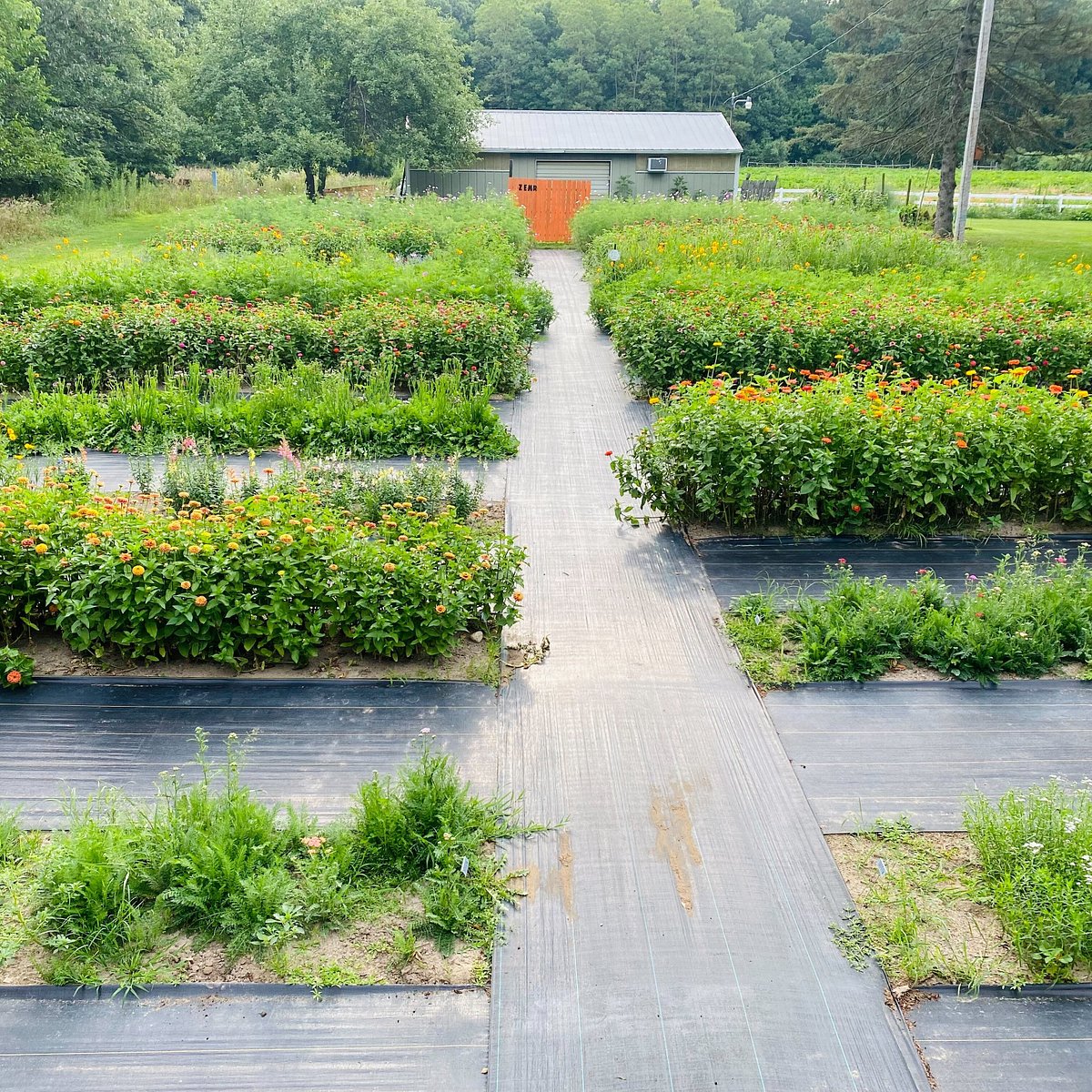 U-pick Flower Field @ Zemr Family Farm (Battle Creek) - All You Need to