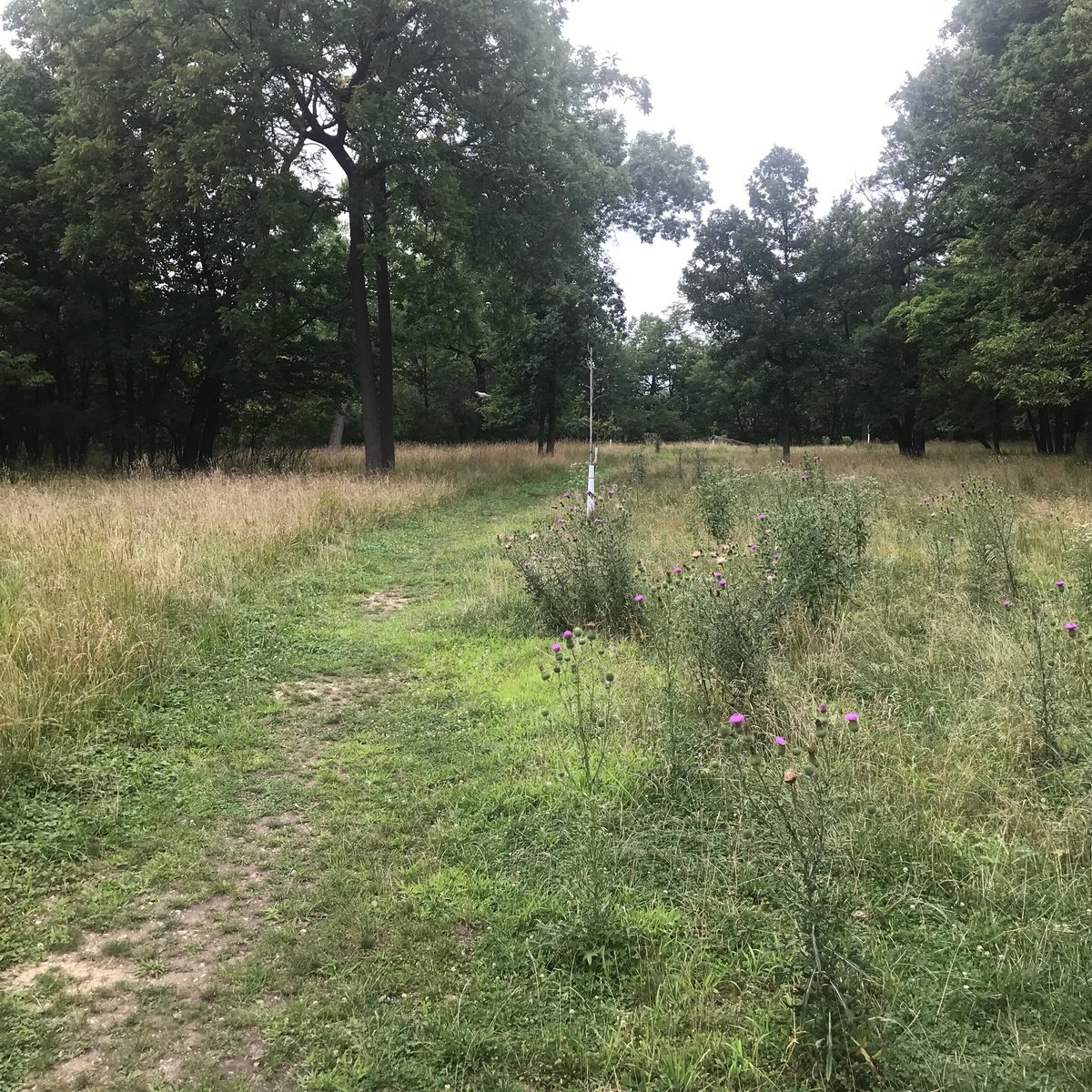 FOREST PRESERVES OF COOK COUNTY (2025) All You Need to Know BEFORE You