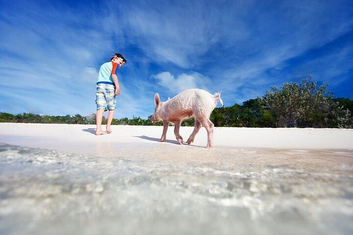 Goat Yoga at Pooles Island Brewing Co. Tickets, Sun, Apr 28, 2024 at 11:00  AM