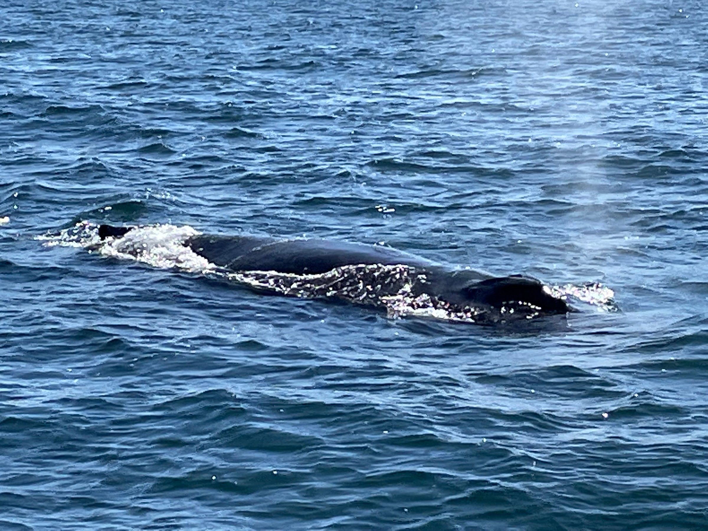 Sub Sea Tours and Kayaks (Morro Bay) - All You Need to Know BEFORE You Go