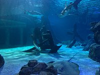 Minnesota SEA LIFE Aquarium • Tourist Attraction Bloomington, MN
