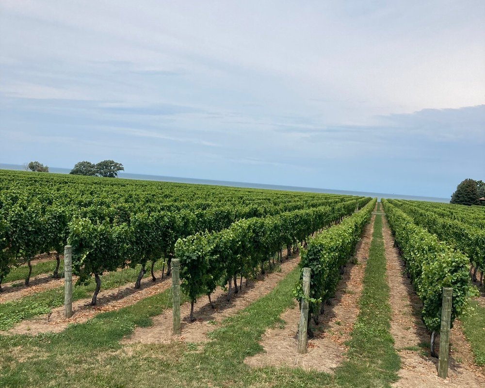 THE 10 BEST NiagaraontheLake Wineries & Vineyards (2024)