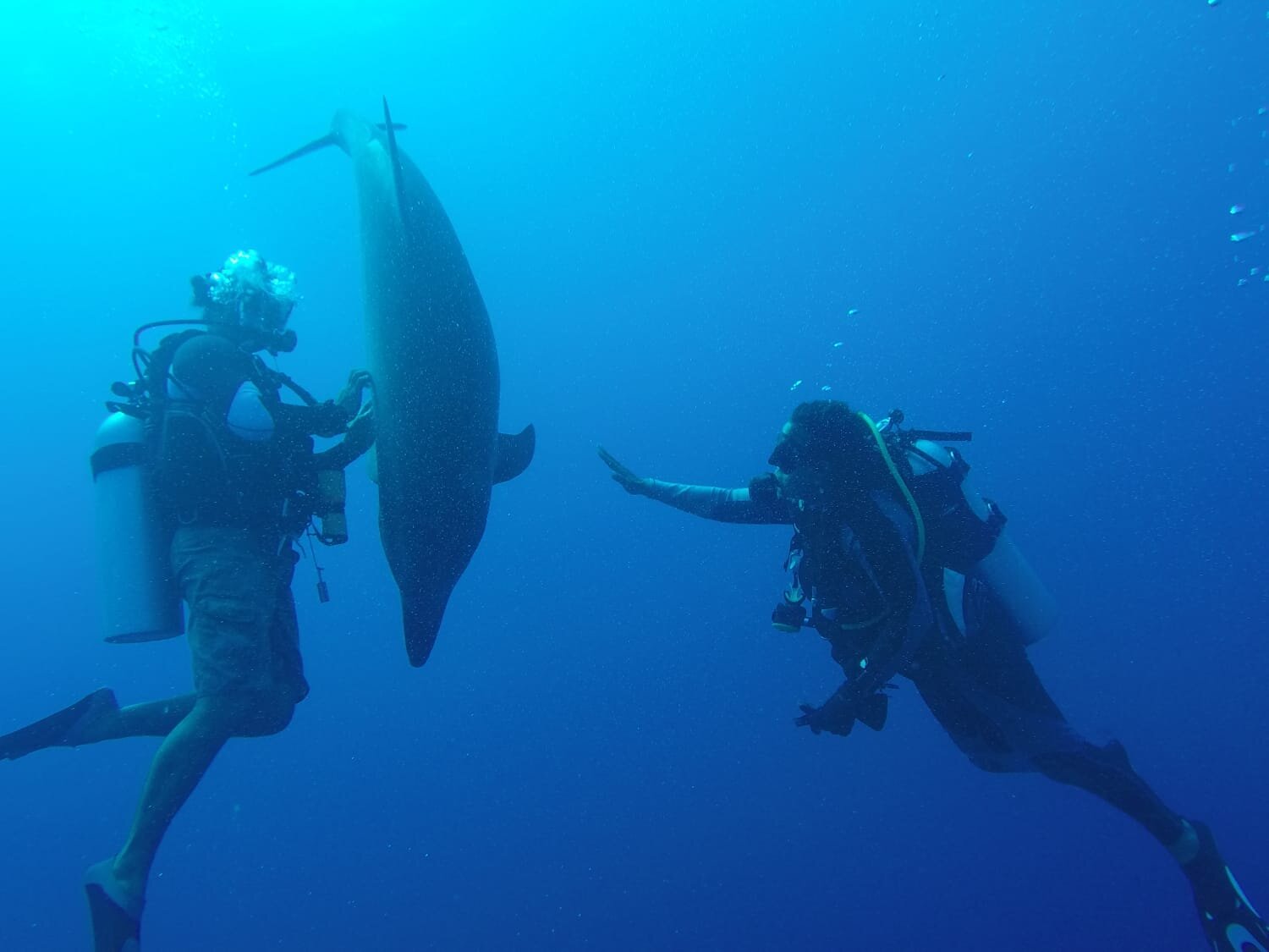 TOPDIVE Rangiroa (Avatoru) - All You Need To Know BEFORE You Go