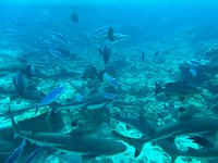 Ocean Stuff! - Picture of Reef Safari Fiji - Scuba Diving Day Trips, Viti  Levu - Tripadvisor