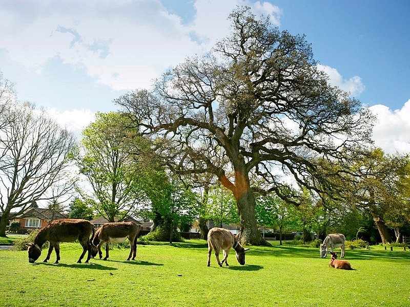 Horses on a field in Hampshire, England