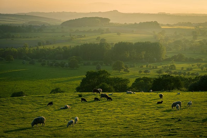 Animals grazing on a field at North York Moors in England