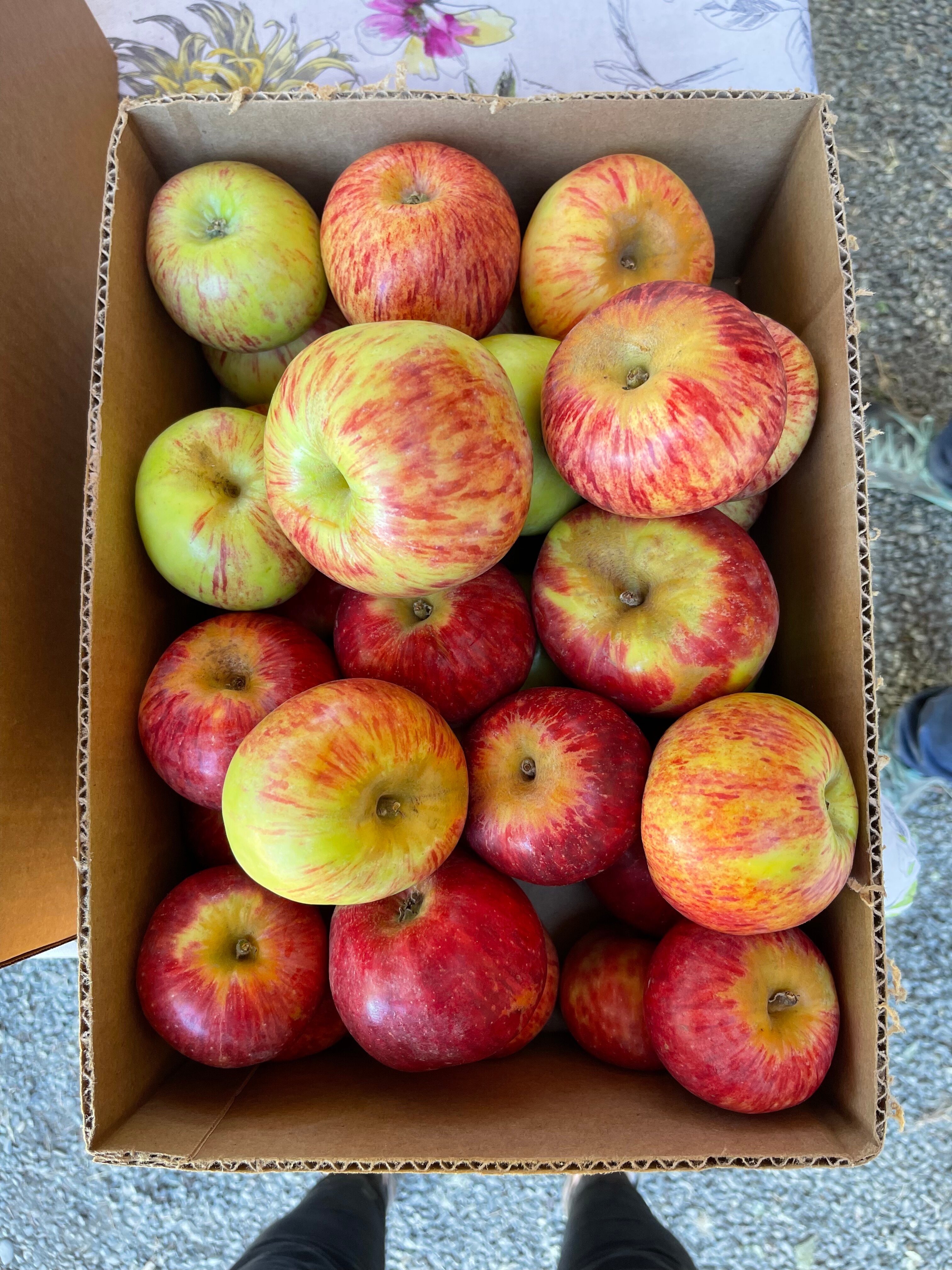 Apple box clearance petaluma