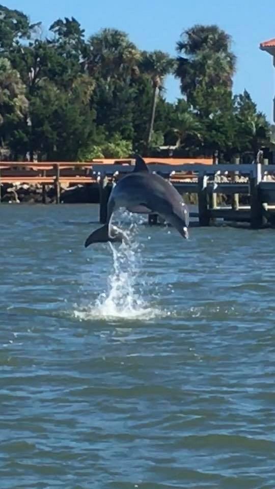 st augustine dolphin tours