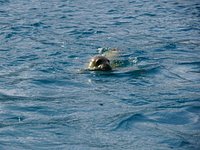 Hawaiian monk seal boat tour oahu