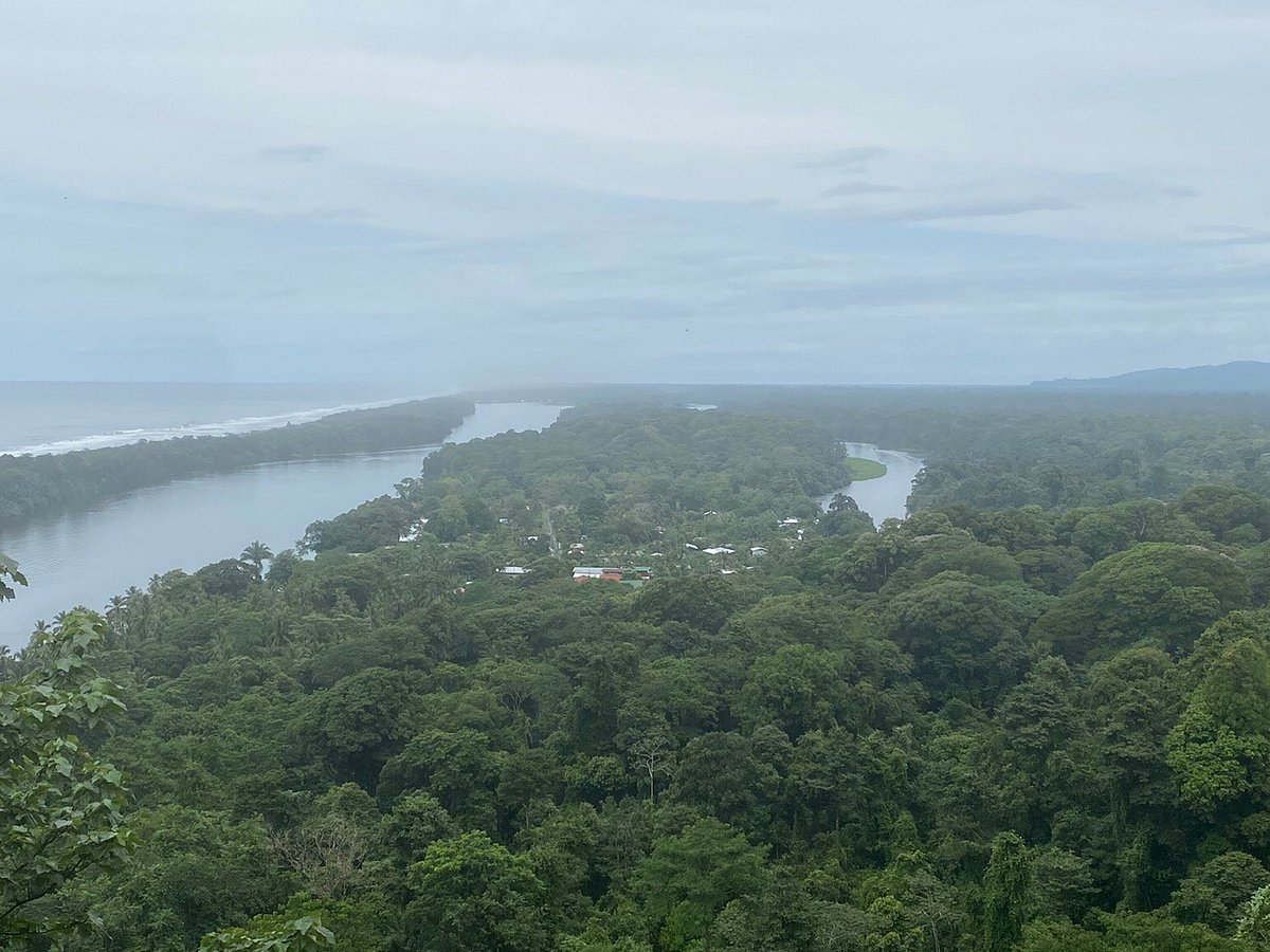 jungle tom tours tortuguero