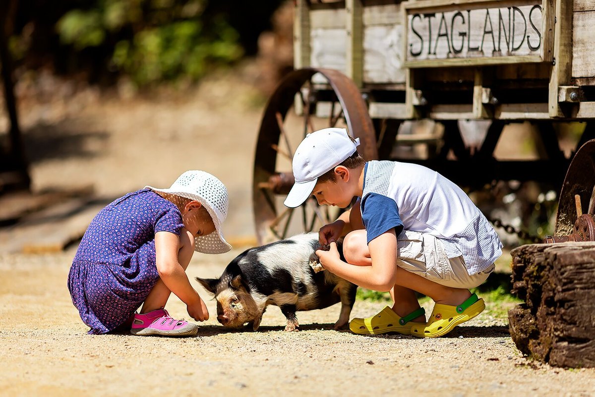 Staglands Wildlife Reserve, Upper Hutt: лучшие советы перед посещением -  Tripadvisor