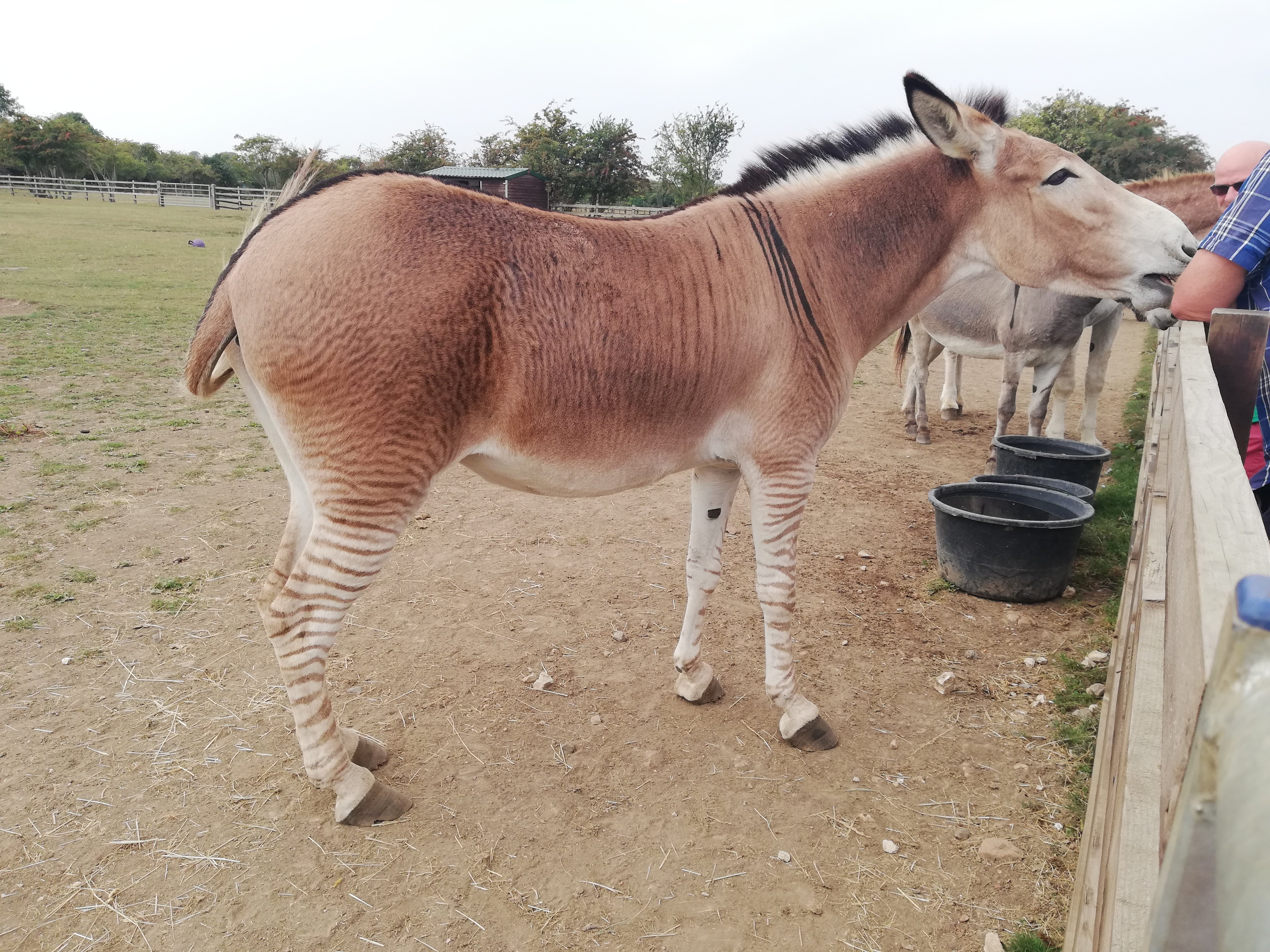 RADCLIFFE DONKEY SANCTUARY (Huttoft) - All You Need To Know BEFORE You Go