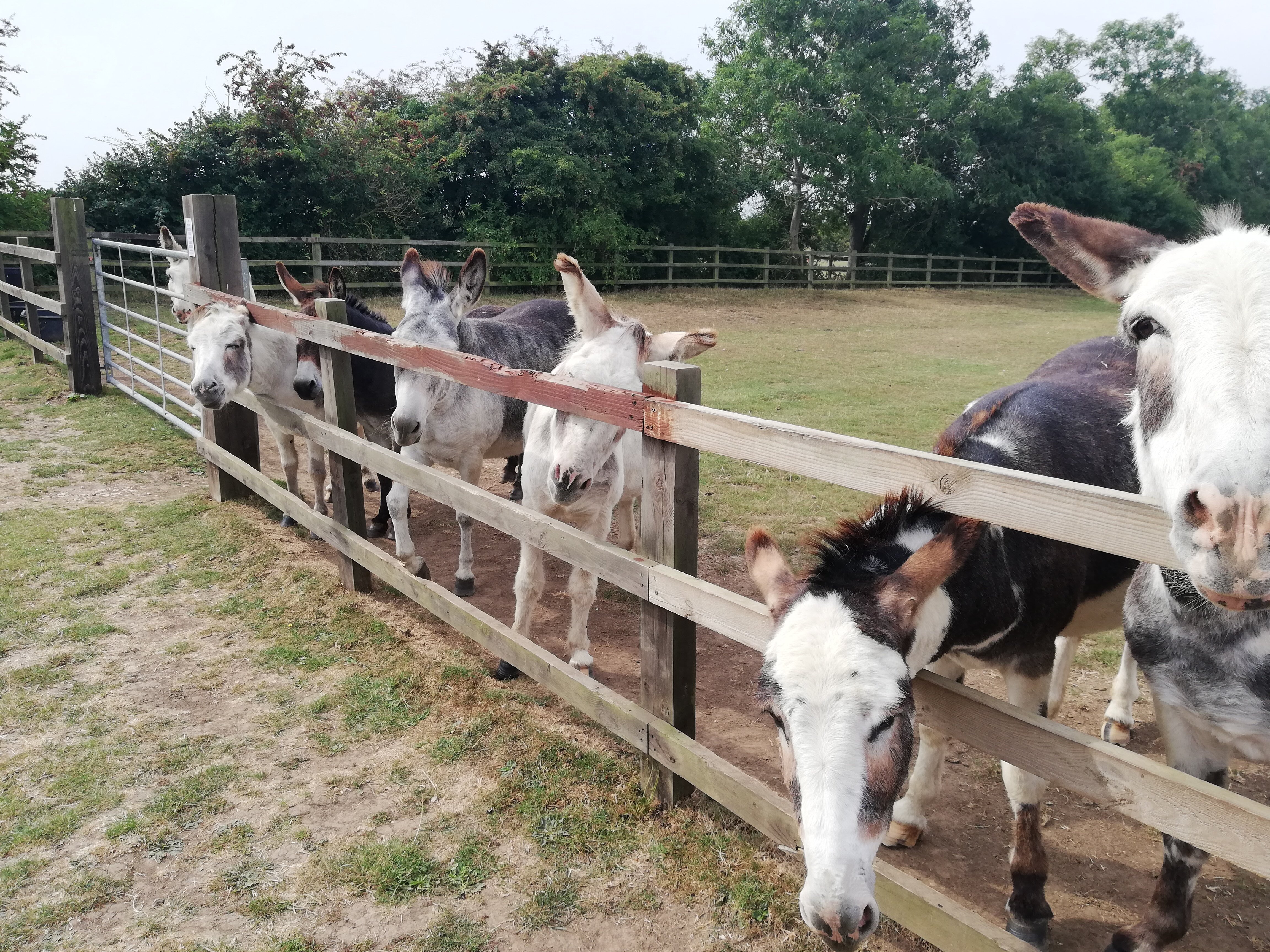 RADCLIFFE DONKEY SANCTUARY (Huttoft) - All You Need To Know BEFORE You Go