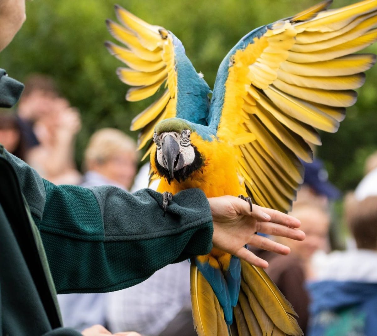 A Review of Willows Birds of Prey Centre, Kent