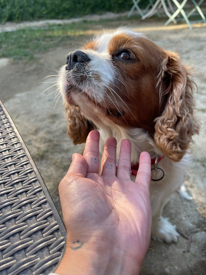 Battlefield Cavalier King Charles Spaniels