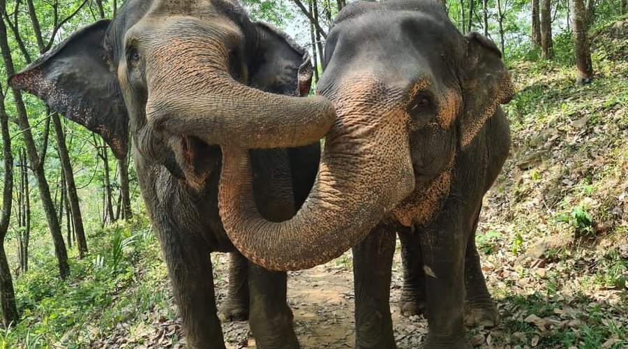 our 2 elephants