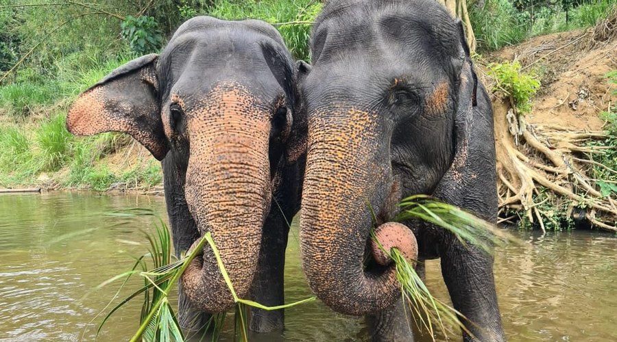 our 2 elephants