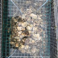 Glidden Point Oyster Farms (Edgecomb) - All You Need to Know BEFORE You Go