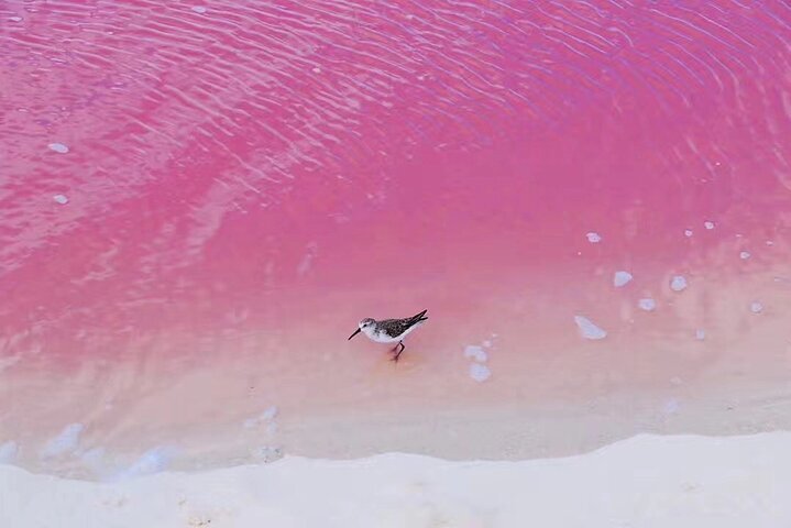 Tripadvisor | Las Coloradas Pink Lake + Cenote 1-Tages-Tour ab Cancun ...