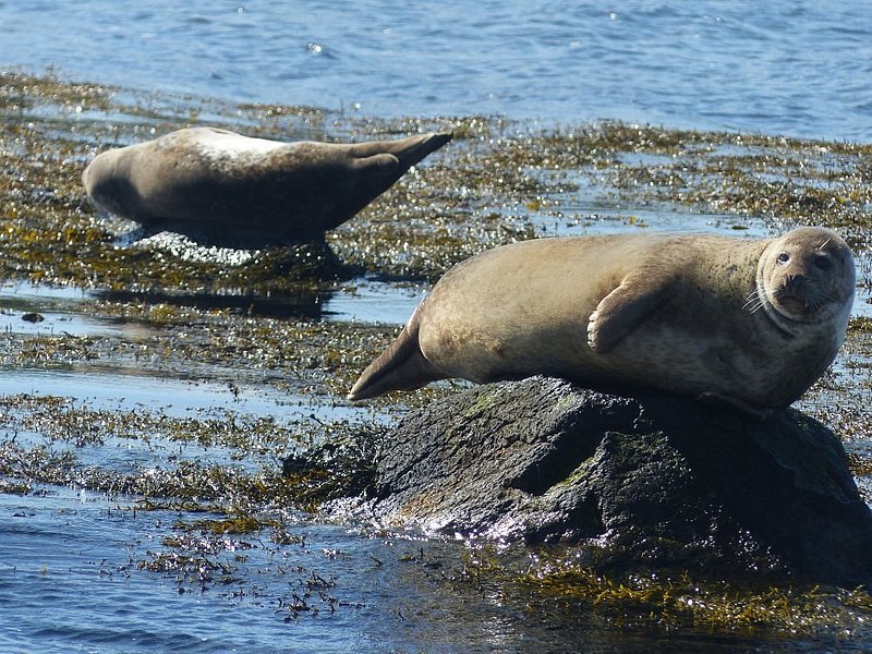 Seals in Vatnsnes, Iceland